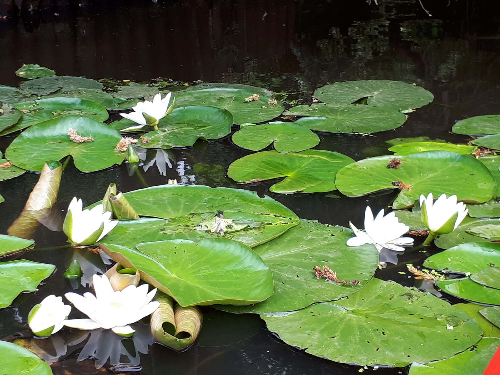 Bild "Wanderkanu:seerosen.JPG"